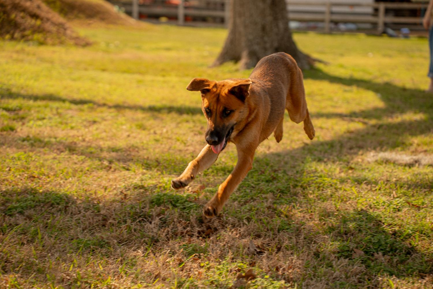 Enlarge Marcella, a Adoptable mixed breed in Cedar Rapids, IA image 3/6