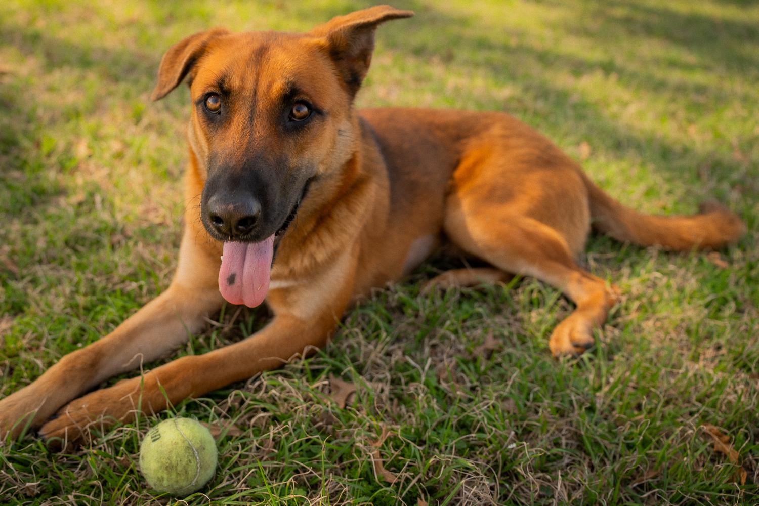Marcella, Adoptable, Young Female Shepherd & Mixed Breed.