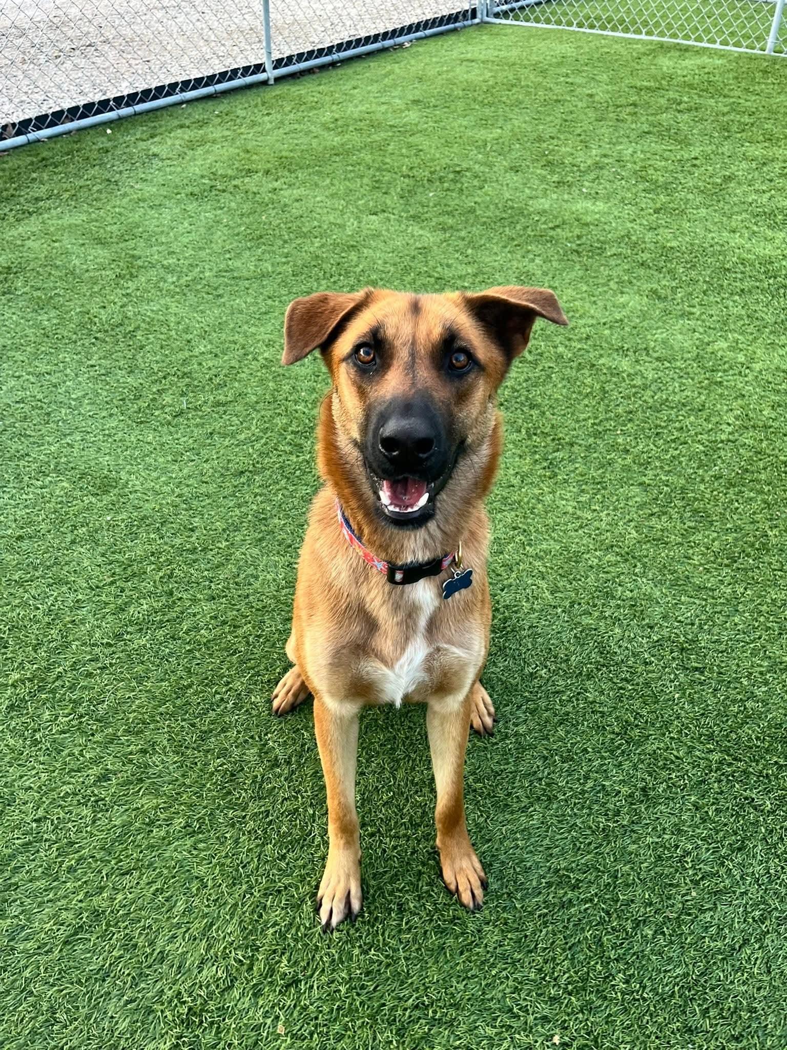 Enlarge Marcella, a Adoptable mixed breed in Cedar Rapids, IA image 5/6