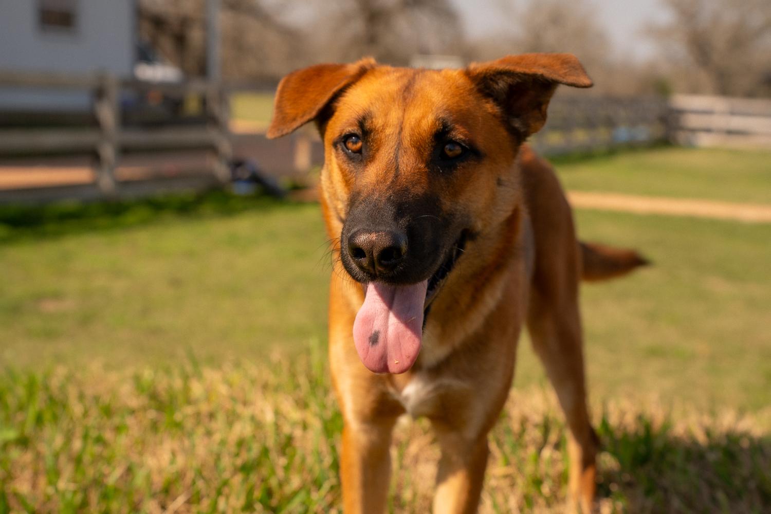 Enlarge Marcella, a Adoptable mixed breed in Cedar Rapids, IA image 4/6