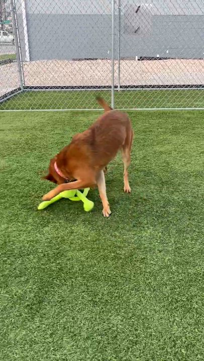 Enlarge Marcella, a Adoptable mixed breed in Cedar Rapids, IA video 6/6