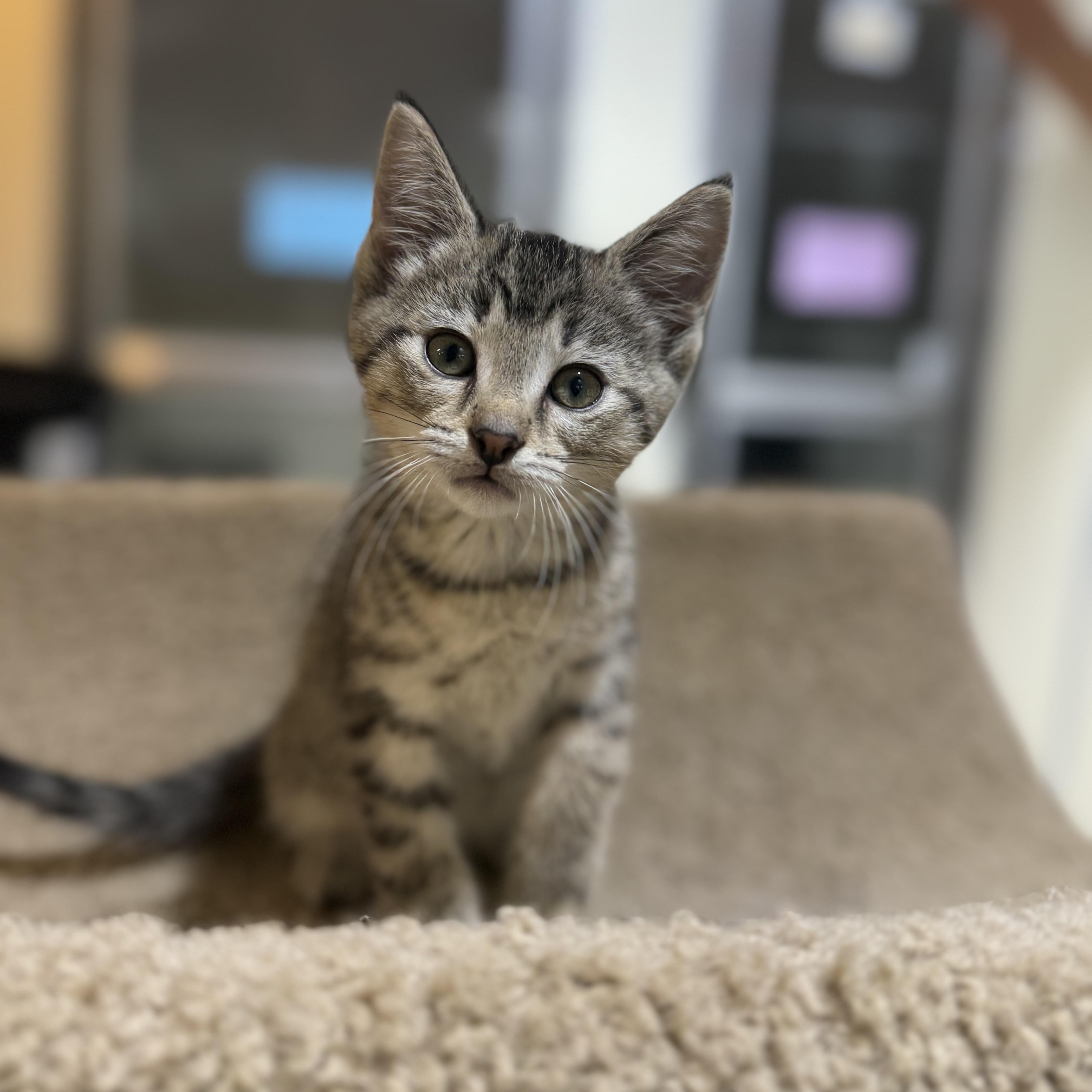 Waikiki, Baby Female Domestic Short Hair