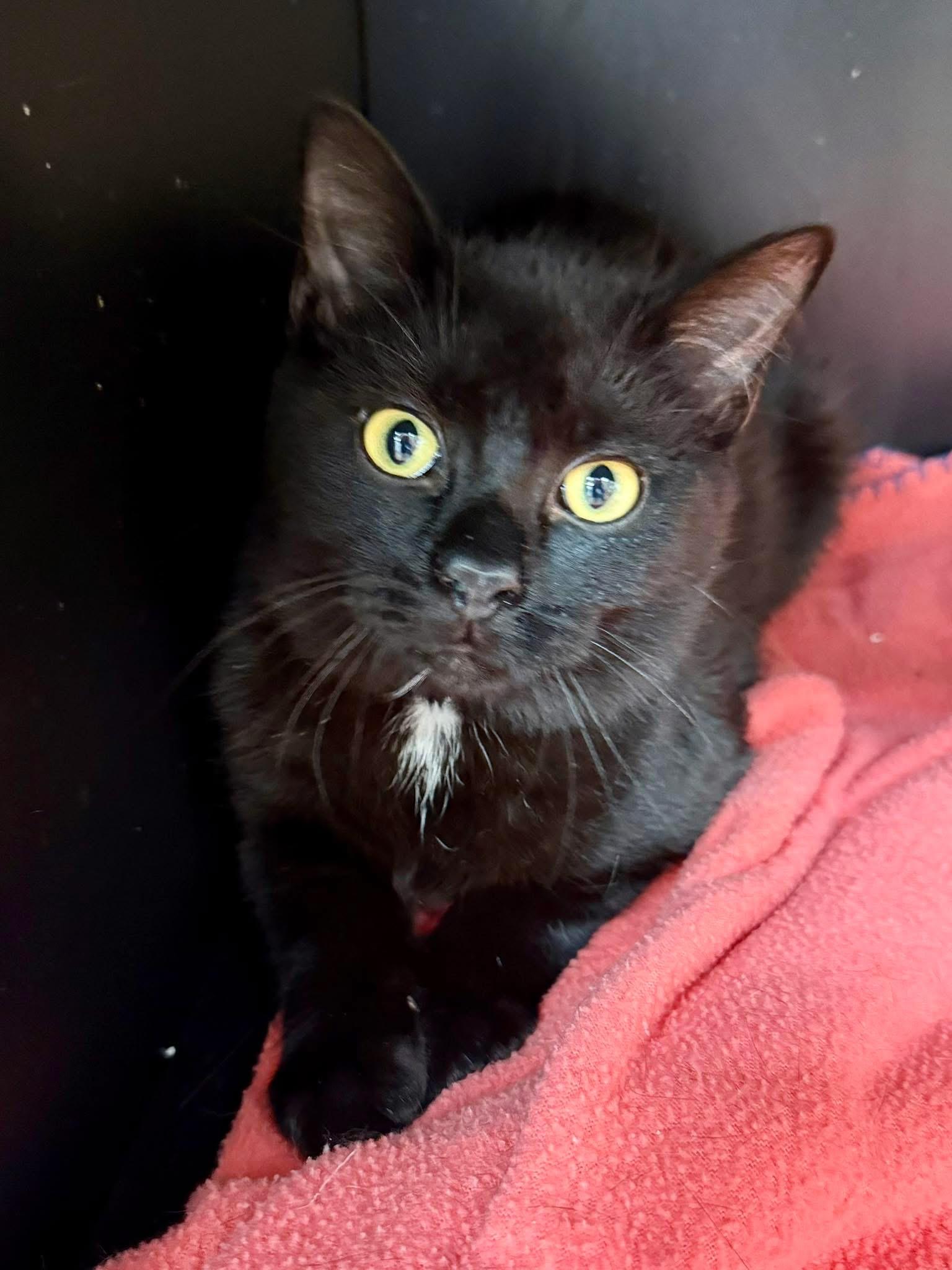 Buddy, ADOPTABLE, Young Male Domestic Short Hair.
