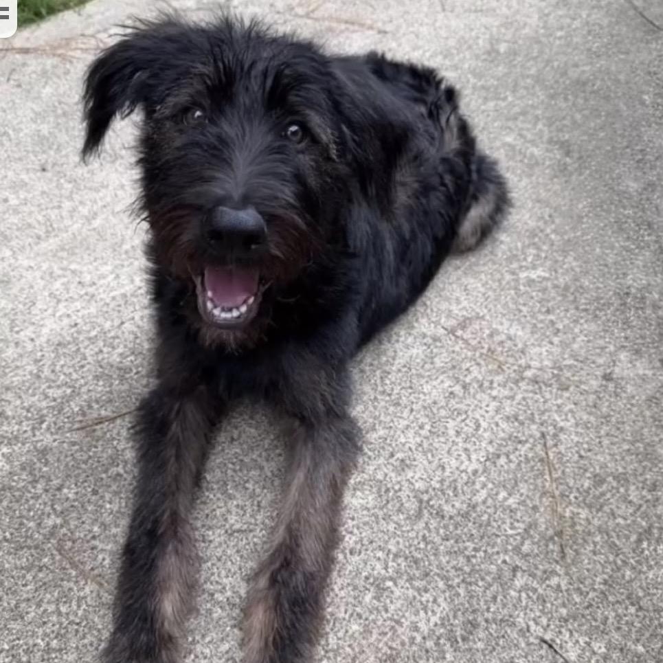 Rugger, Adoptable, Puppy Male Labrador Retriever & Poodle.