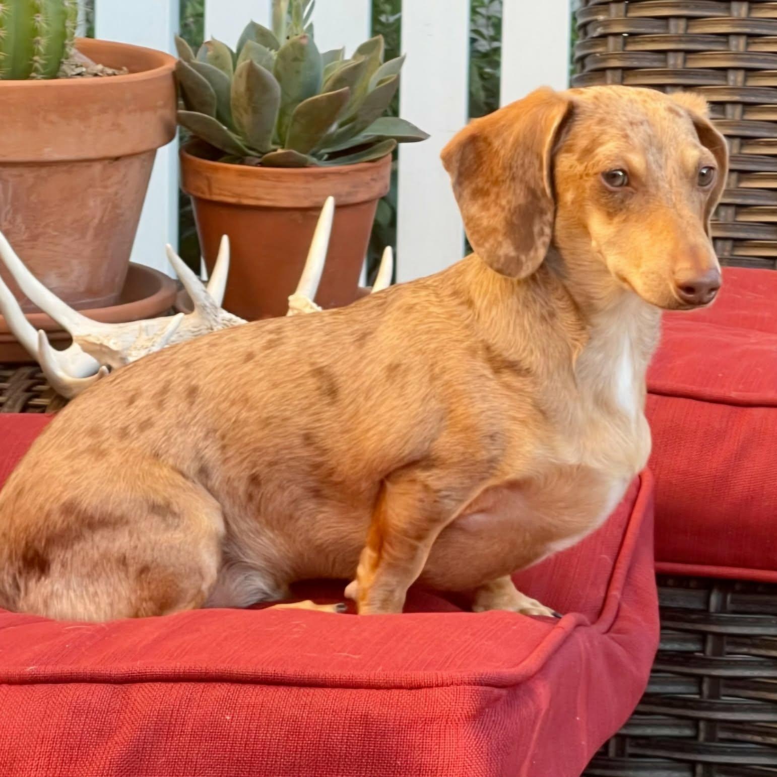Timmie, Adoptable, Adult Male Dachshund.