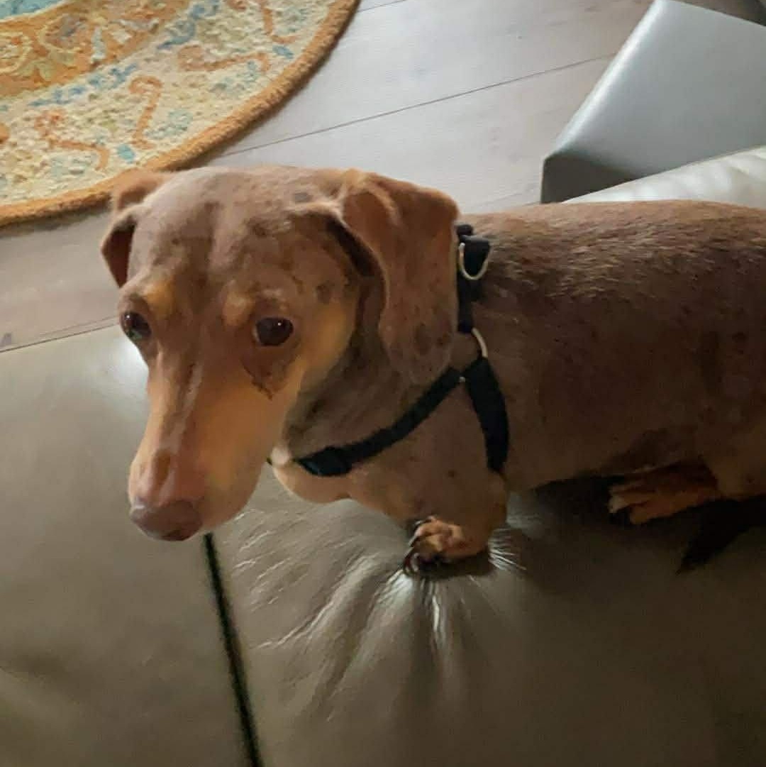 Timmie, a Adoptable Dachshund in Omaha, NE image 2/2