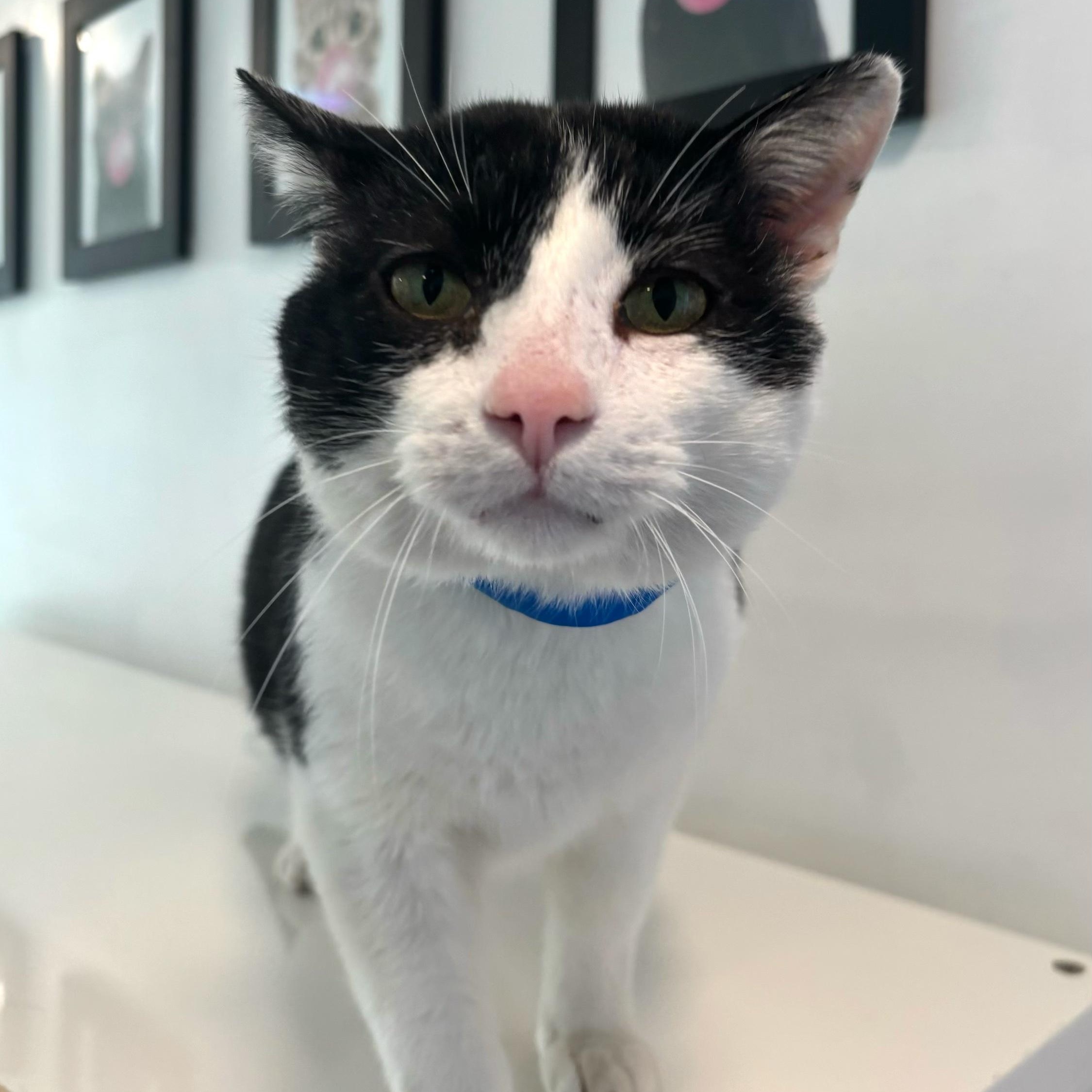 Enlarge Mister, a Adoptable Domestic Short Hair in Chicago, IL image 1/1