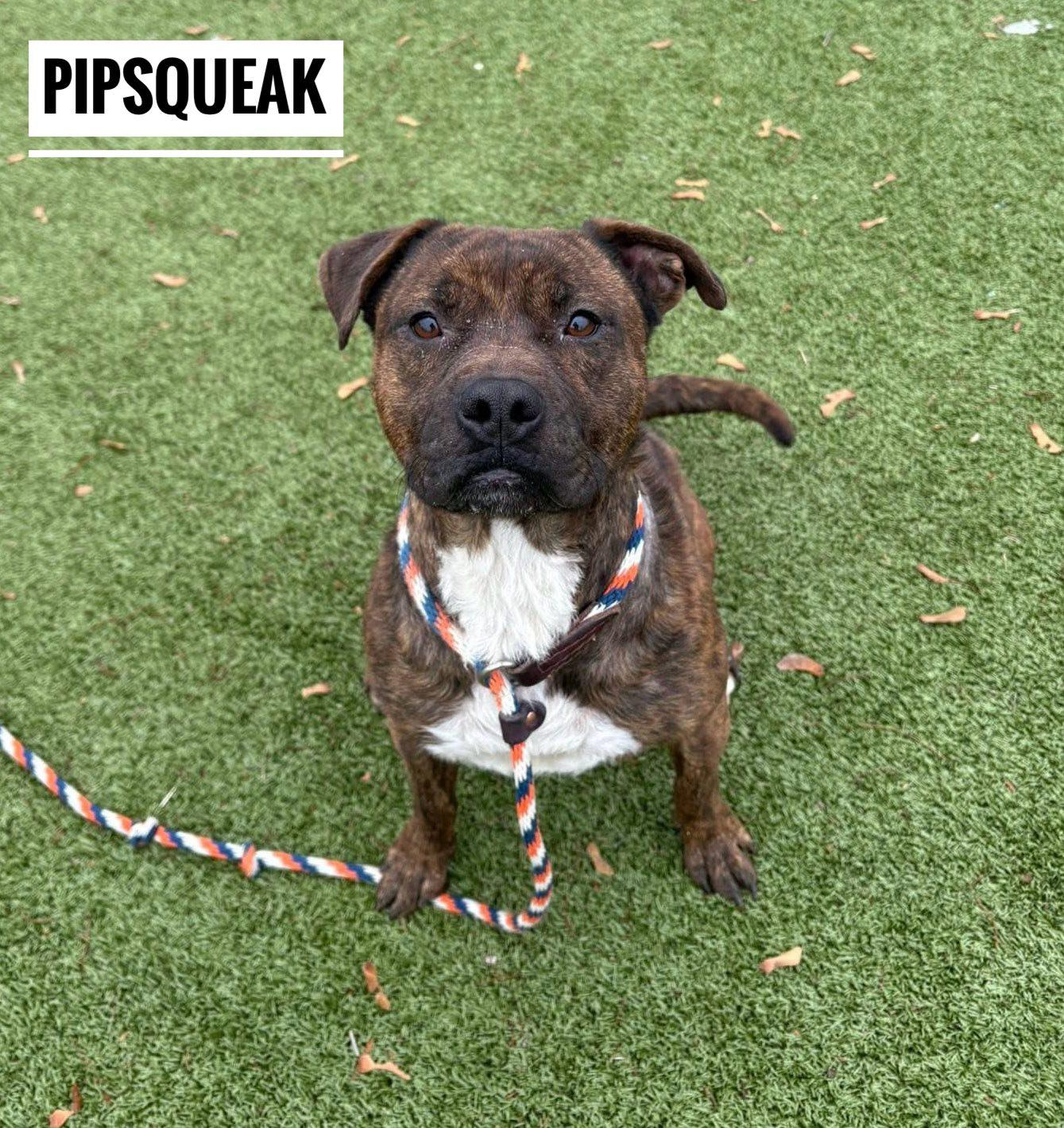 Enlarge Pipsqueak, a ADOPTABLE Mixed Breed in Flint, MI image 1/1