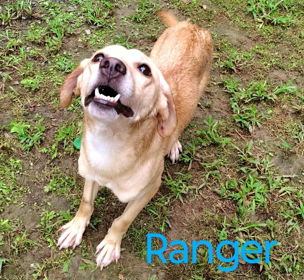 Ranger, Adopted, Young Male Labrador Retriever.