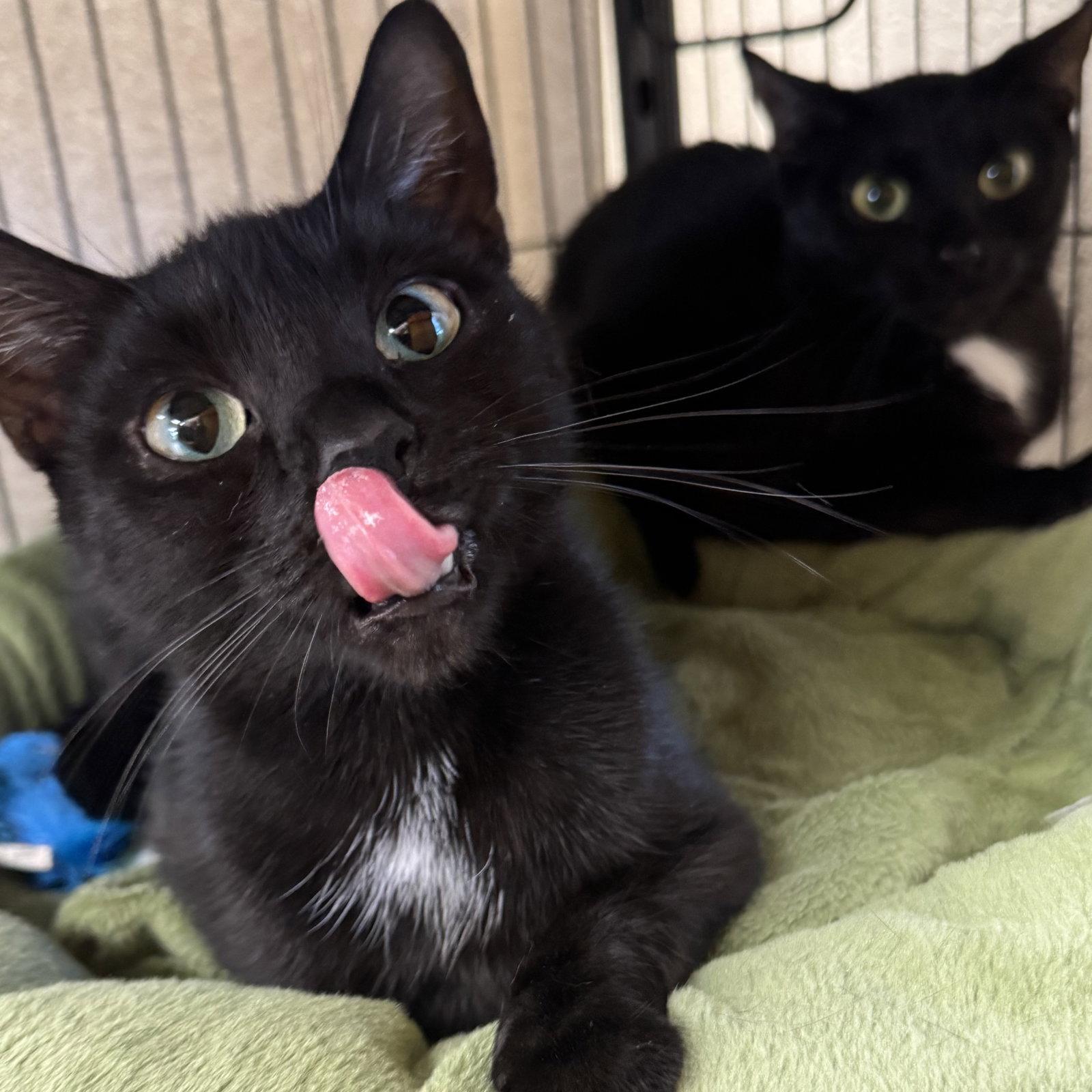 Bella & Cocoa, Adoptable, Young Female Domestic Short Hair.