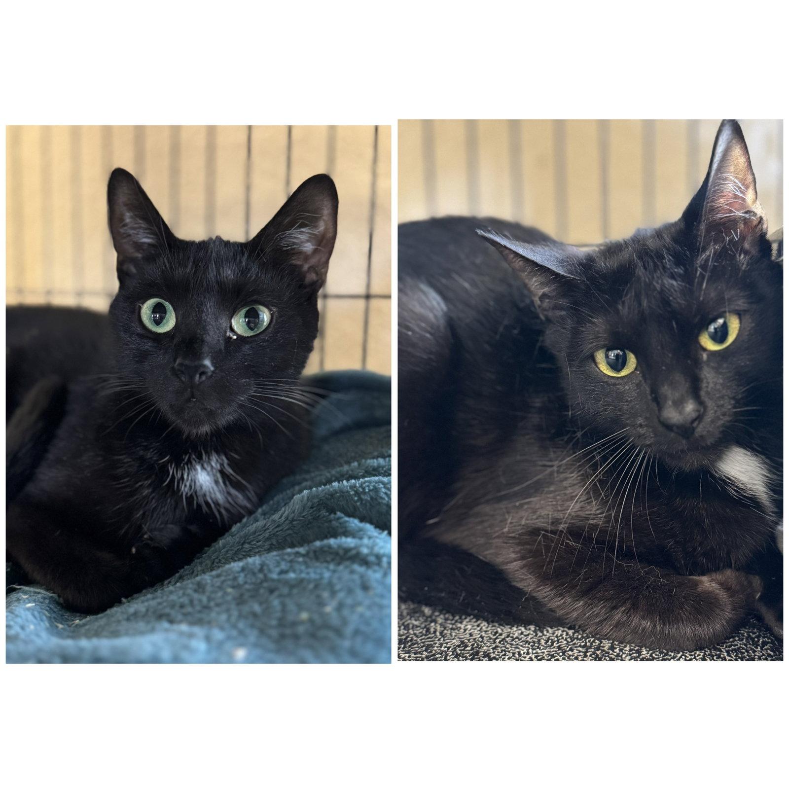 Bella & Cocoa, a Adoptable Domestic Short Hair in Winchendon, MA image 2/3
