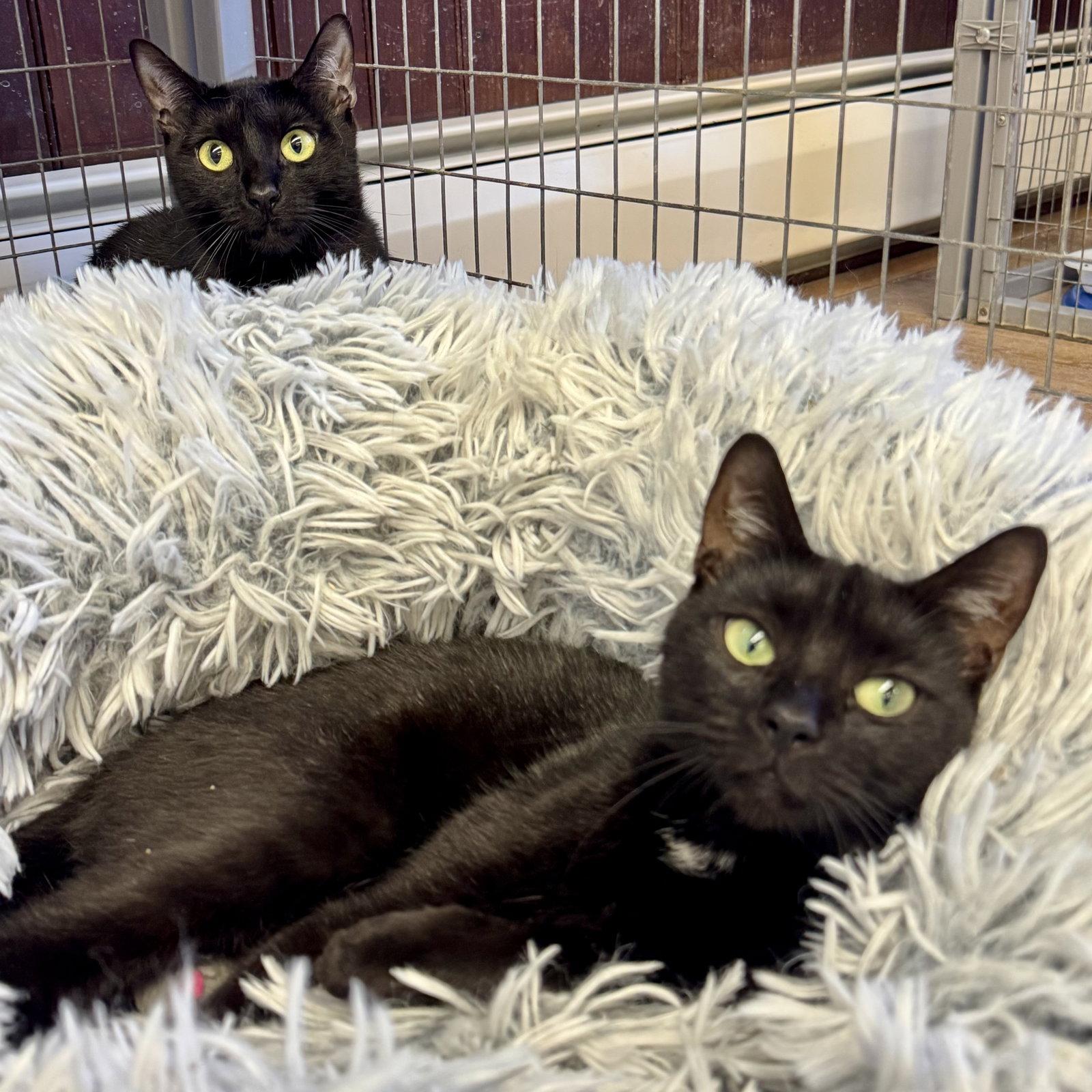 Enlarge Bella & Cocoa, a Adoptable Domestic Short Hair in Winchendon, MA image 2/3