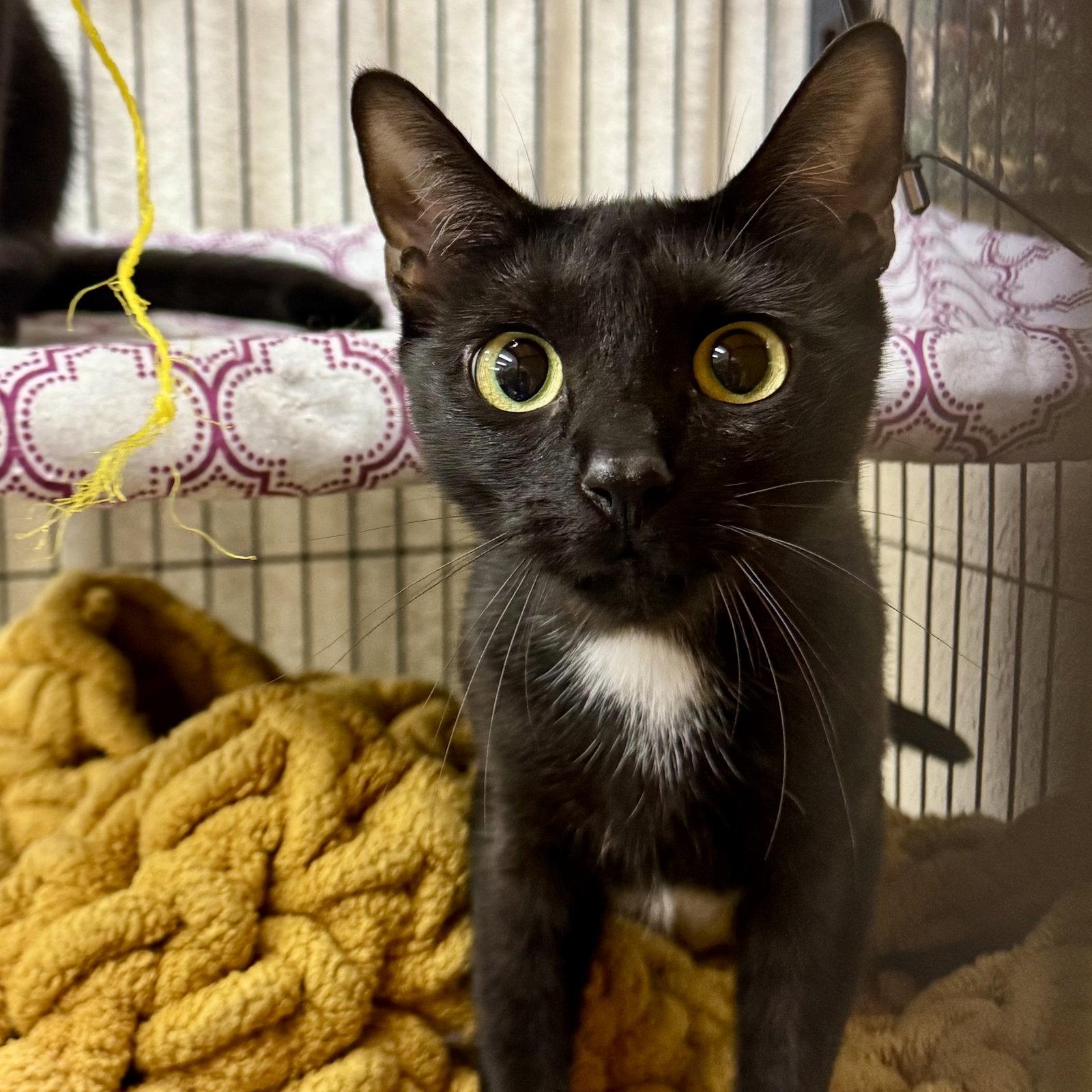Bella & Cocoa, a Adoptable Domestic Short Hair in Winchendon, MA image 3/3