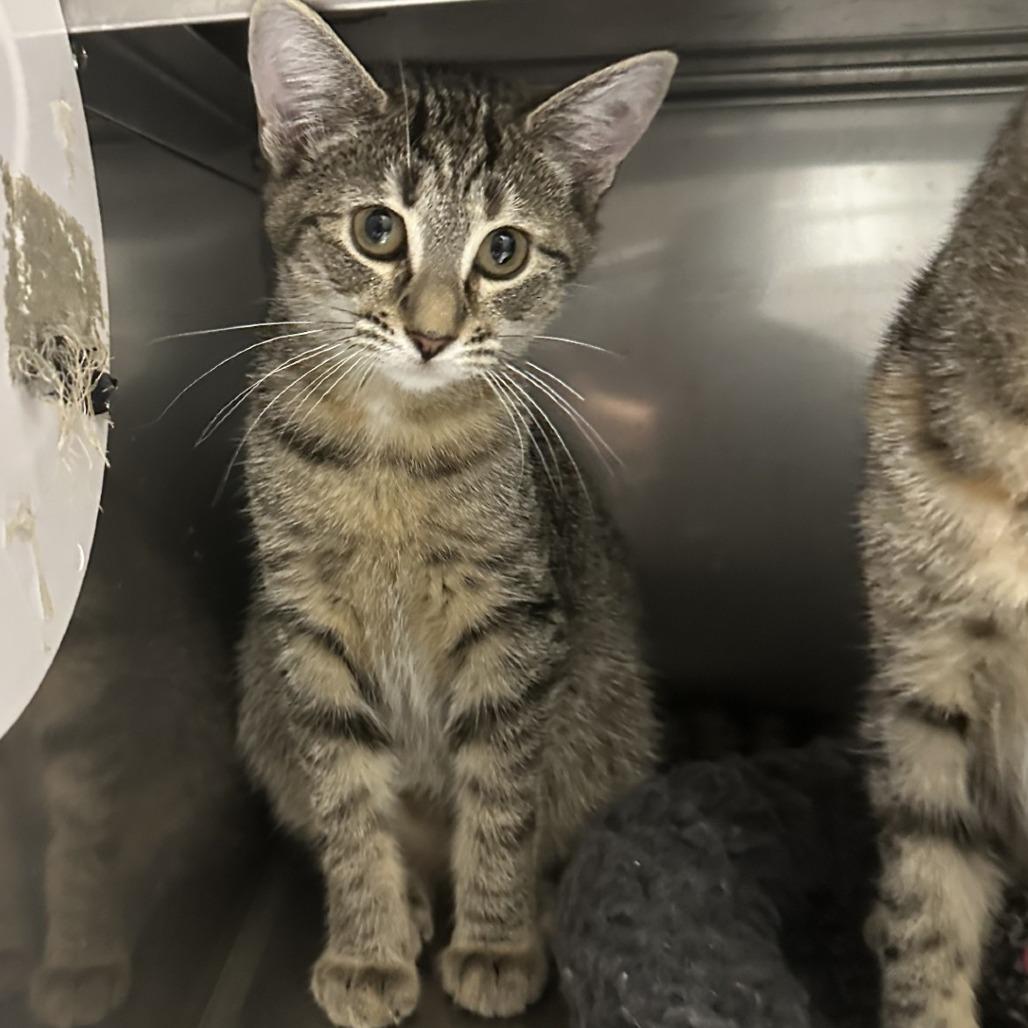 Bubblegum, Adoptable, Kitten Female Domestic Short Hair.