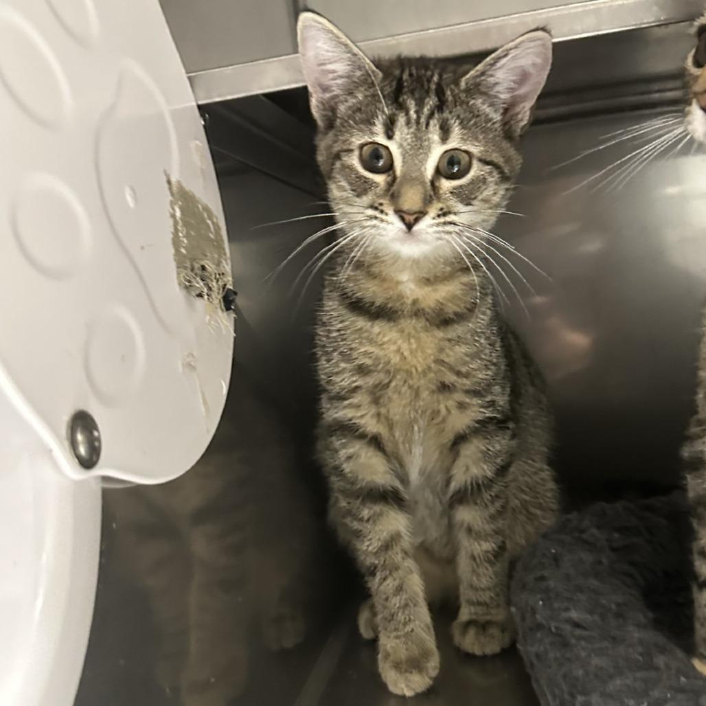 Enlarge Bubblegum, a Adoptable Domestic Short Hair in Blue Ridge, GA image 2/2