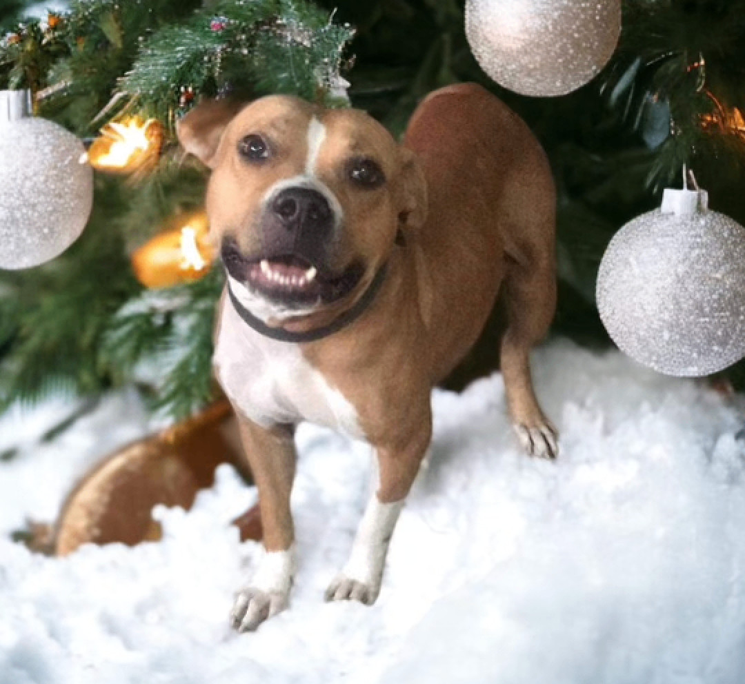 Enlarge Daisy, a Adopted American Staffordshire Terrier in Austin, TX image 1/2