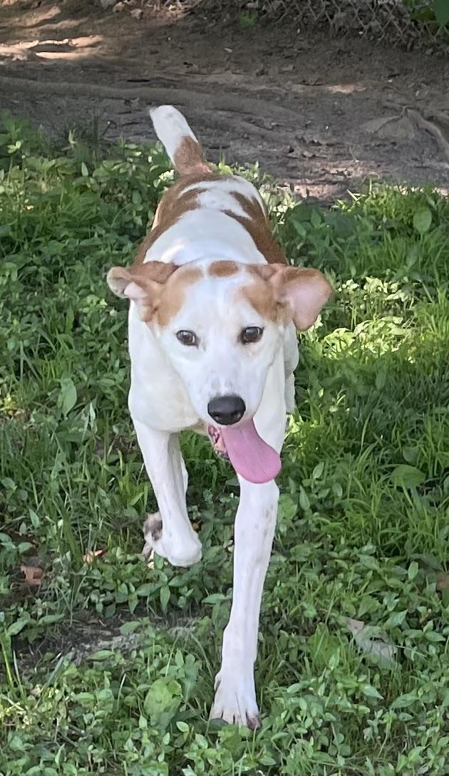 Marko, a ADOPTABLE mixed breed in Heathsville, VA image 3/6