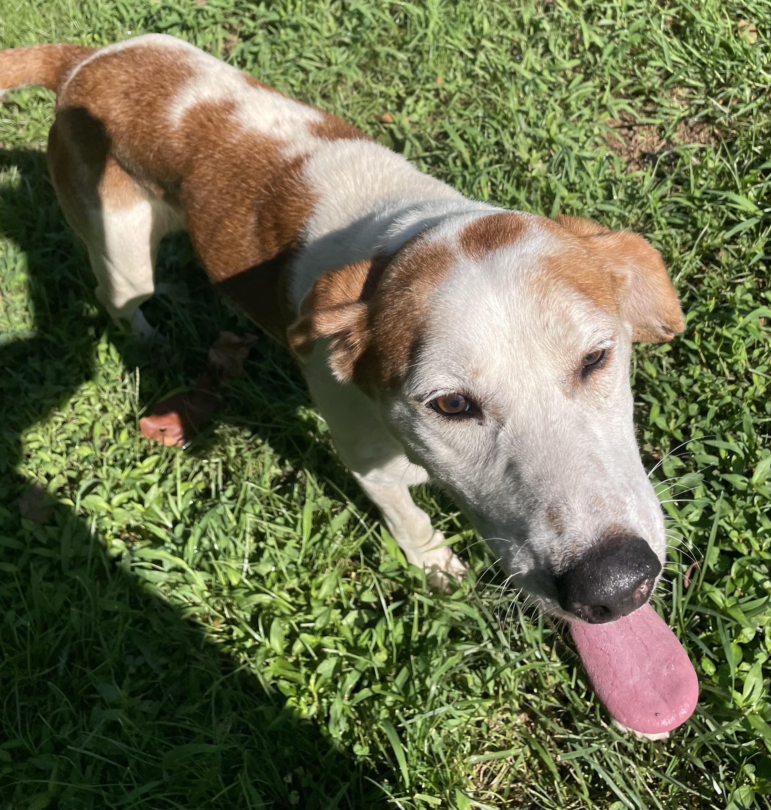 Marko, a ADOPTABLE mixed breed in Heathsville, VA image 5/6