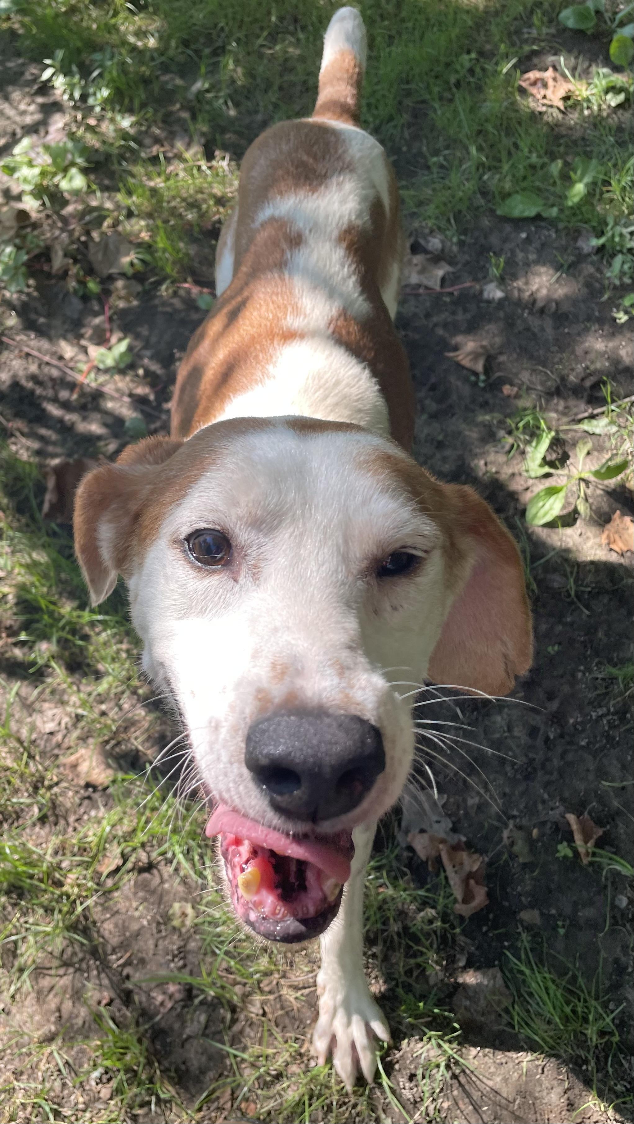 Marko, a ADOPTABLE mixed breed in Heathsville, VA image 4/6