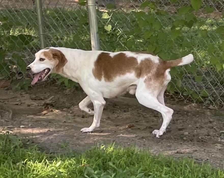 Marko, a ADOPTABLE mixed breed in Heathsville, VA image 2/6