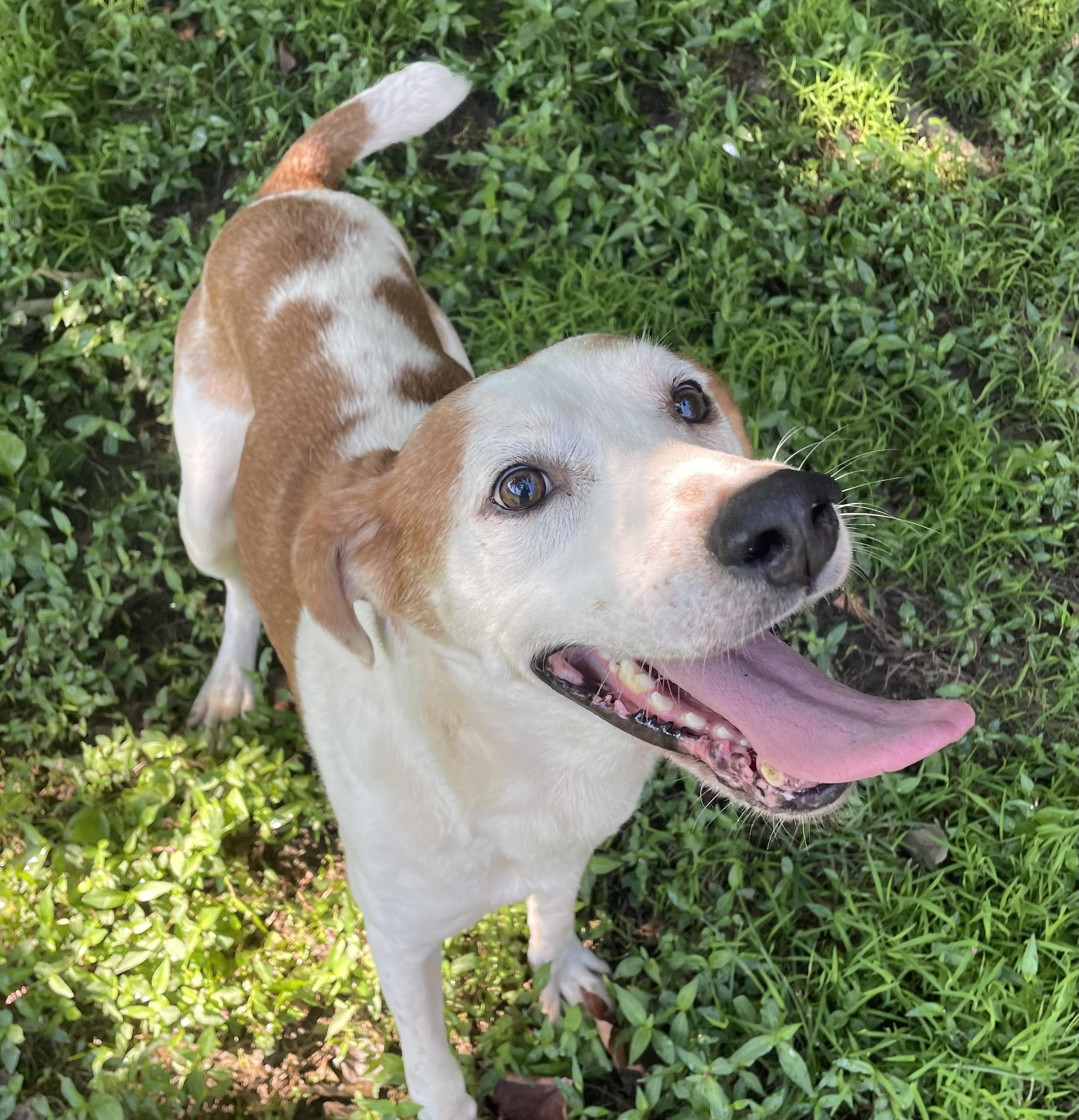 Marko, a ADOPTABLE mixed breed in Heathsville, VA image 1/6