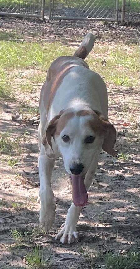 Marko, a ADOPTABLE mixed breed in Heathsville, VA image 6/6