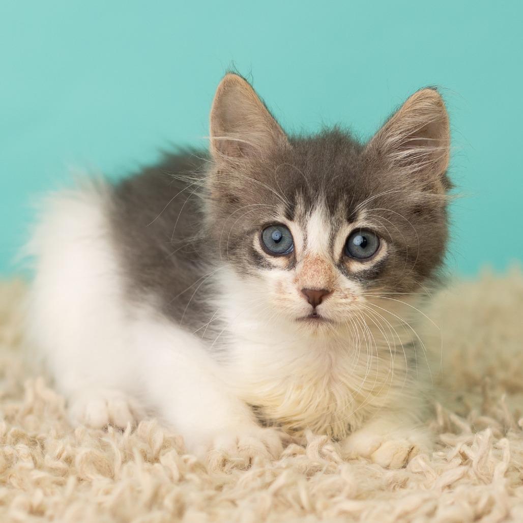 Enlarge Odin the Alfod, a Adoptable Domestic Long Hair in St. Paul, MN image 1/5