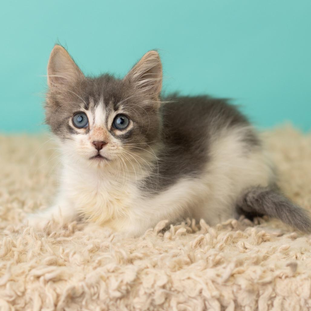 Enlarge Odin the Alfod, a Adoptable Domestic Long Hair in St. Paul, MN image 2/5