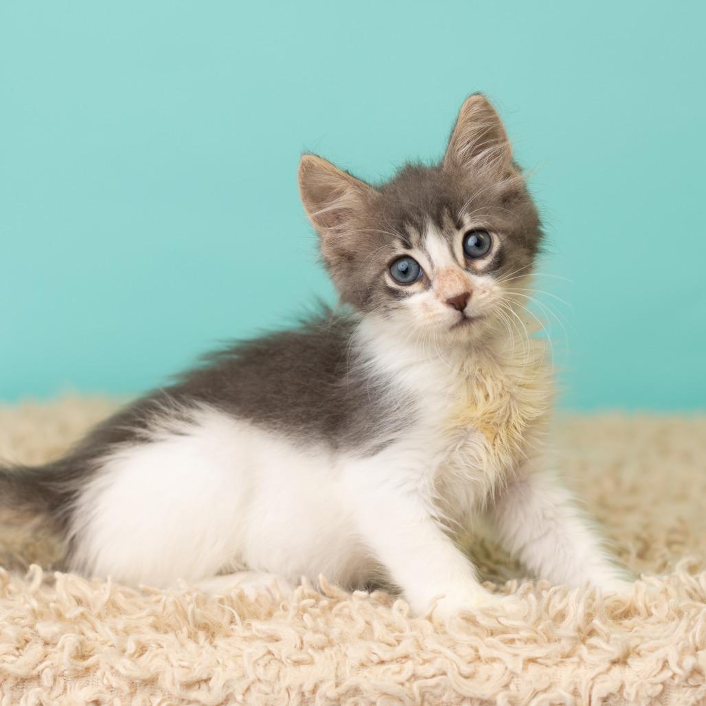 Enlarge Odin the Alfod, a Adoptable Domestic Long Hair in St. Paul, MN image 3/5