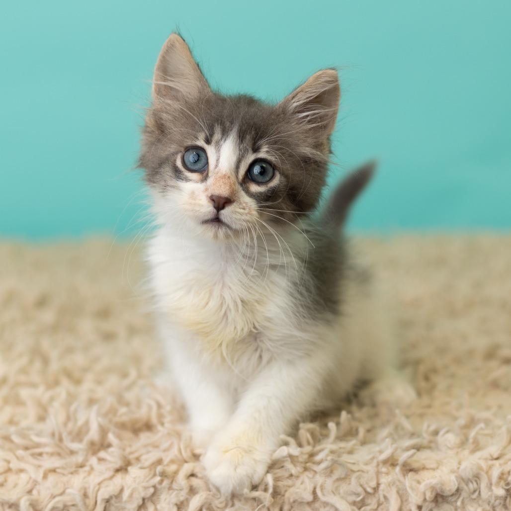 Enlarge Odin the Alfod, a Adoptable Domestic Long Hair in St. Paul, MN image 4/5