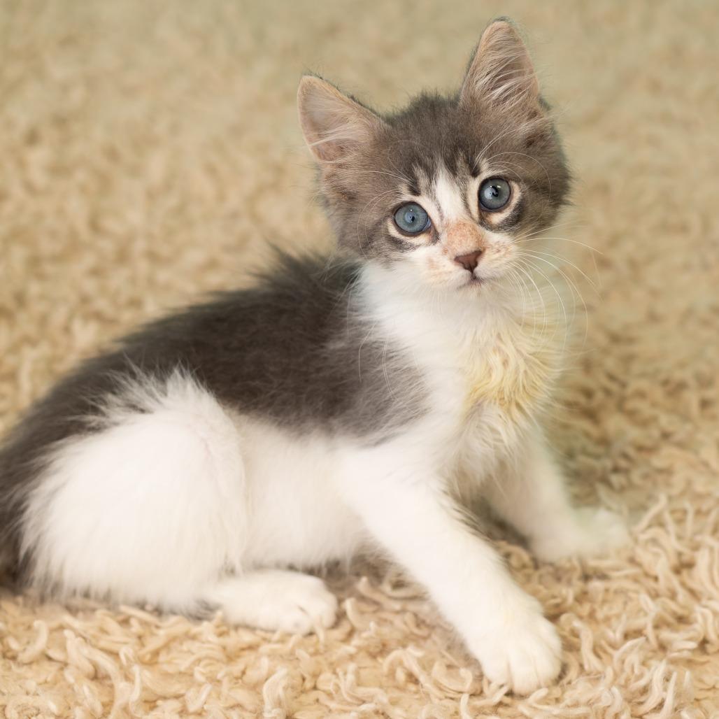 Enlarge Odin the Alfod, a Adoptable Domestic Long Hair in St. Paul, MN image 5/5