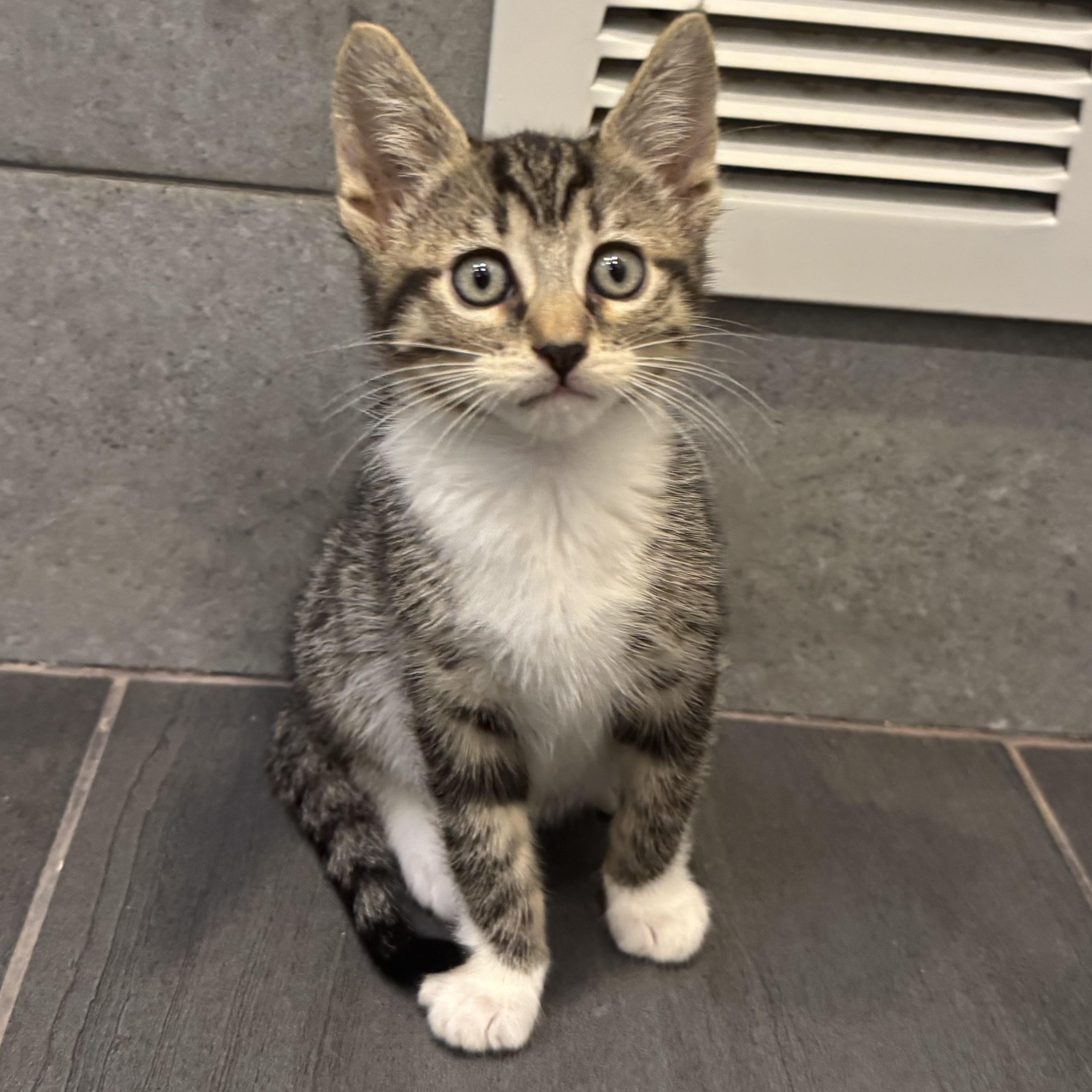 Bass, adopted, Kitten Male Domestic Short Hair.