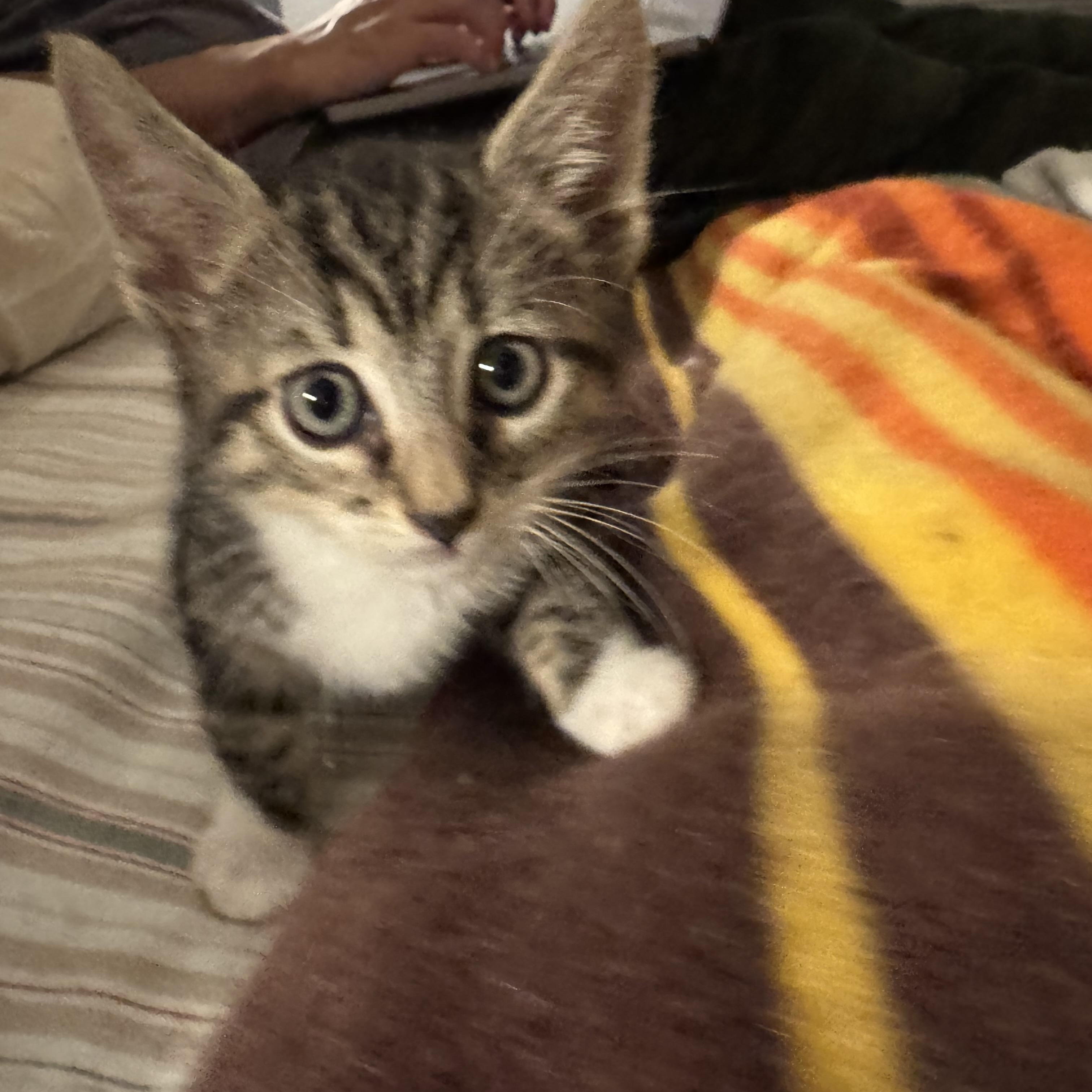 Enlarge Bass, an adopted Domestic Short Hair in San Francisco, CA image 2/4