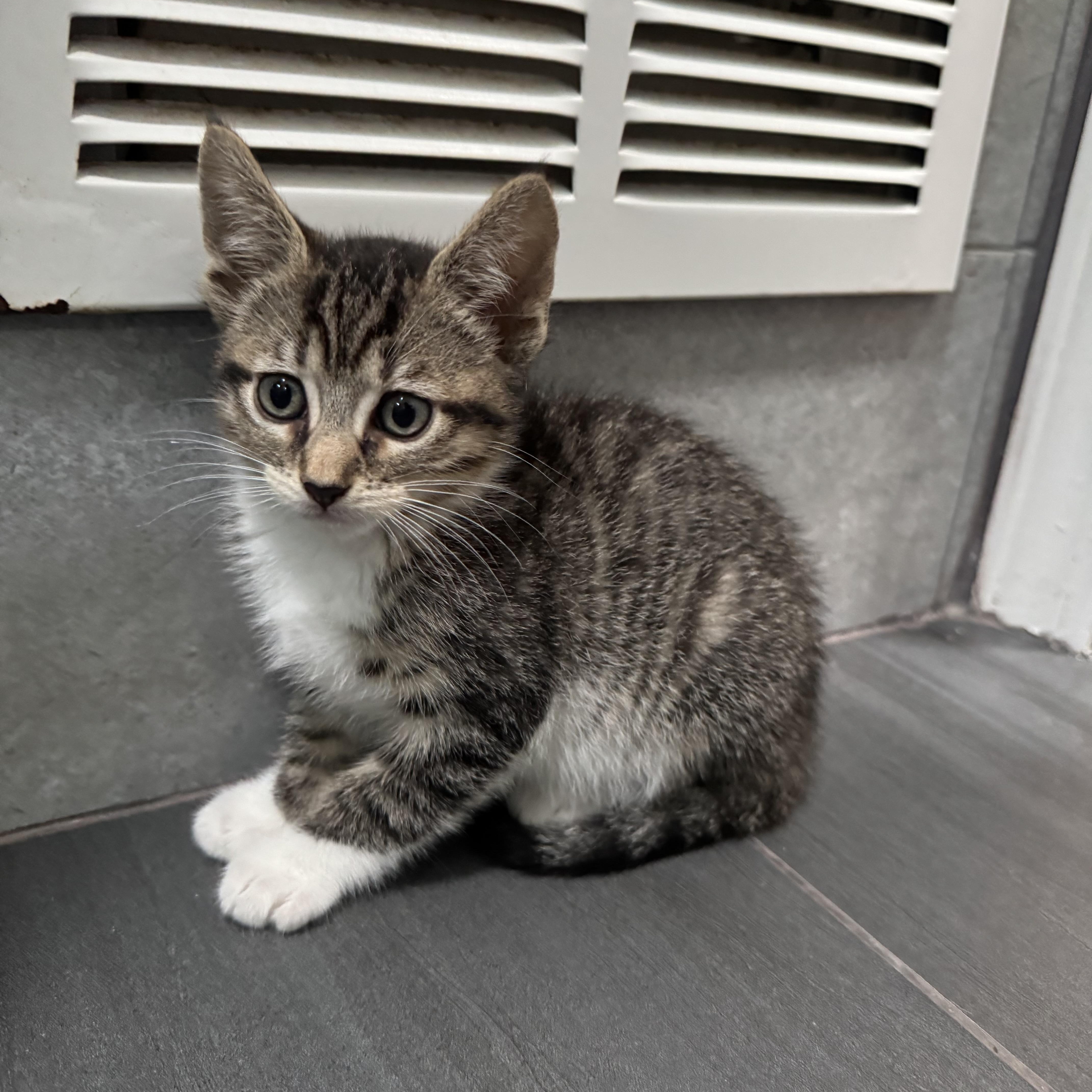 Enlarge Bass, an adopted Domestic Short Hair in San Francisco, CA image 3/4