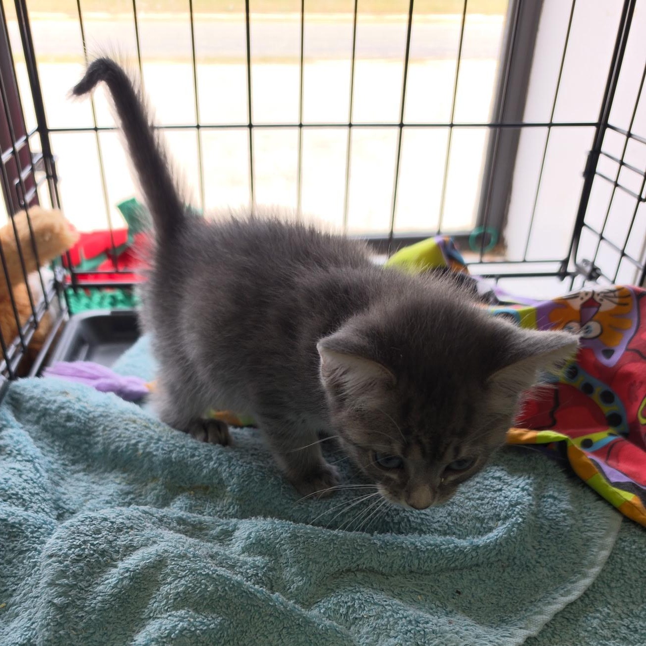 Enlarge Zazzle, an adopted Tabby in Clarksville, VA image 2/5