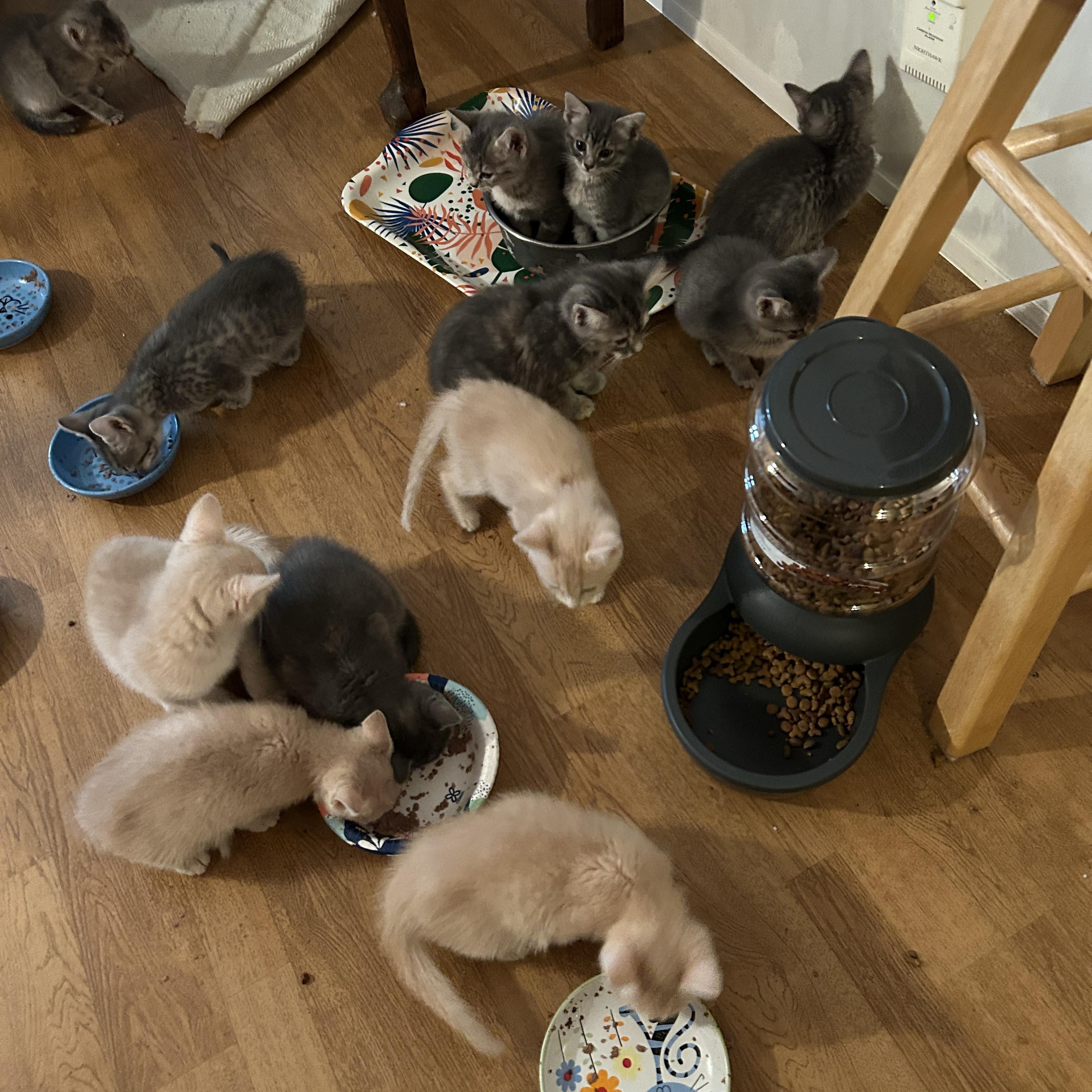 Enlarge Zazzle, an adopted Tabby in Clarksville, VA image 4/5