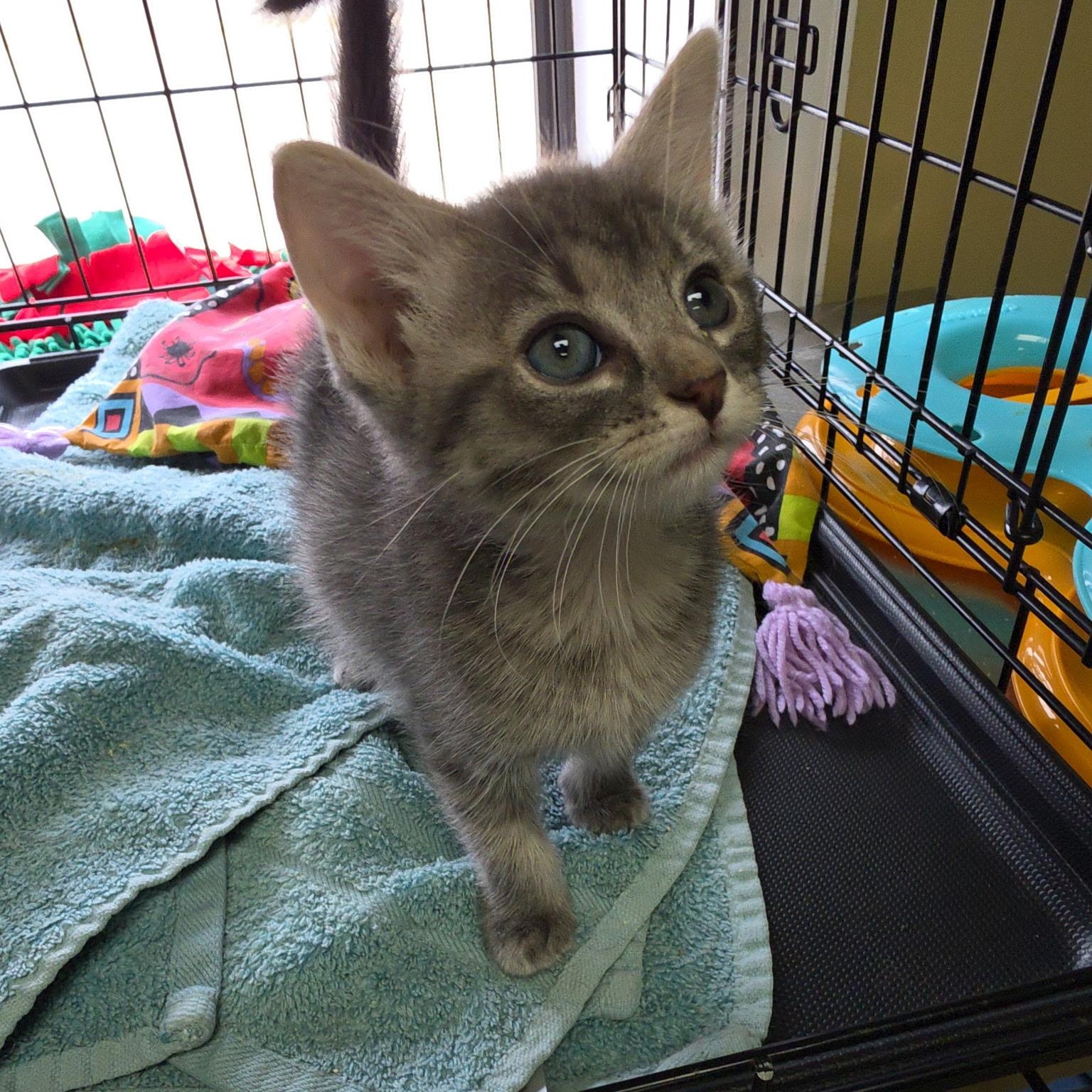 Enlarge Zazzle, an adopted Tabby in Clarksville, VA image 1/5