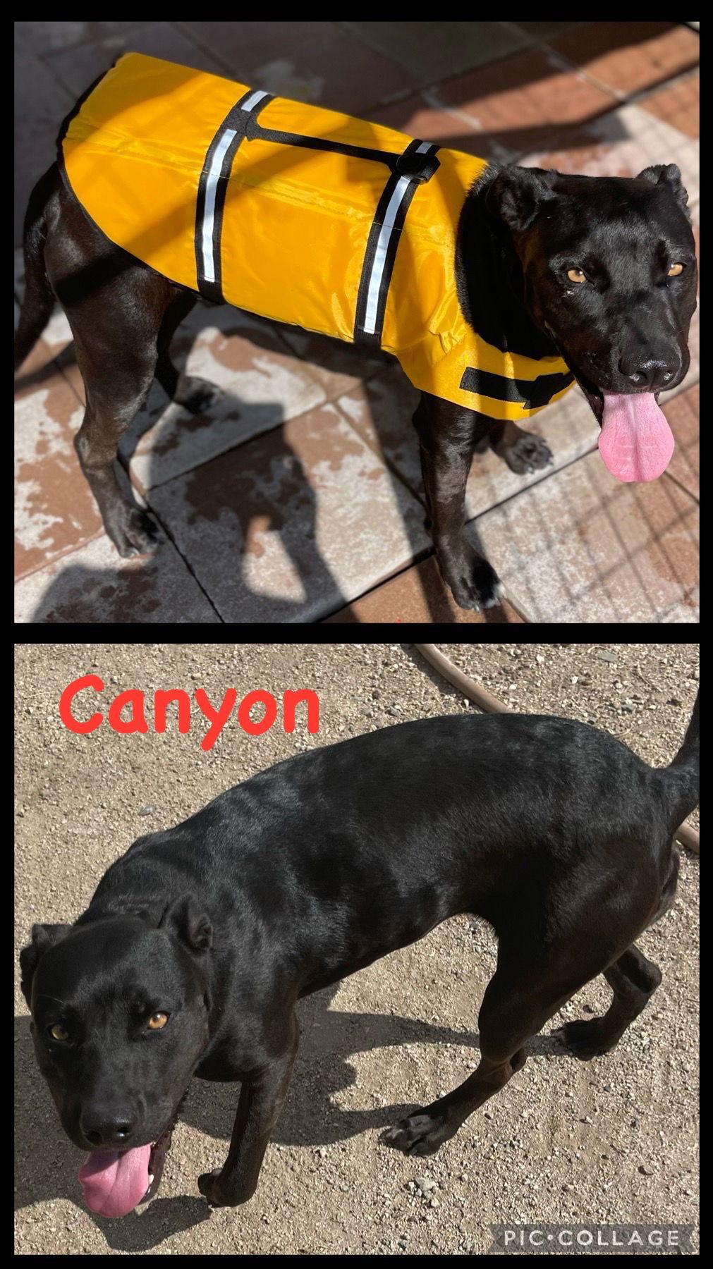 Canyon, Adoptable, Adult Female Labrador Retriever & Pit Bull Terrier.