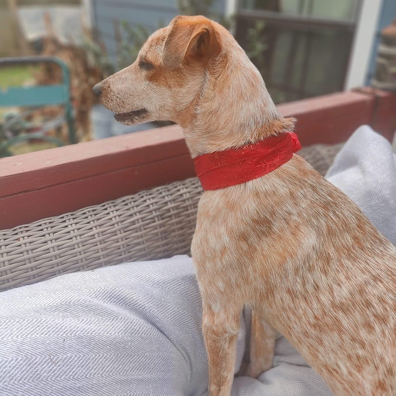 Tori, a Adoptable mixed breed in Savannah, GA image 3/6