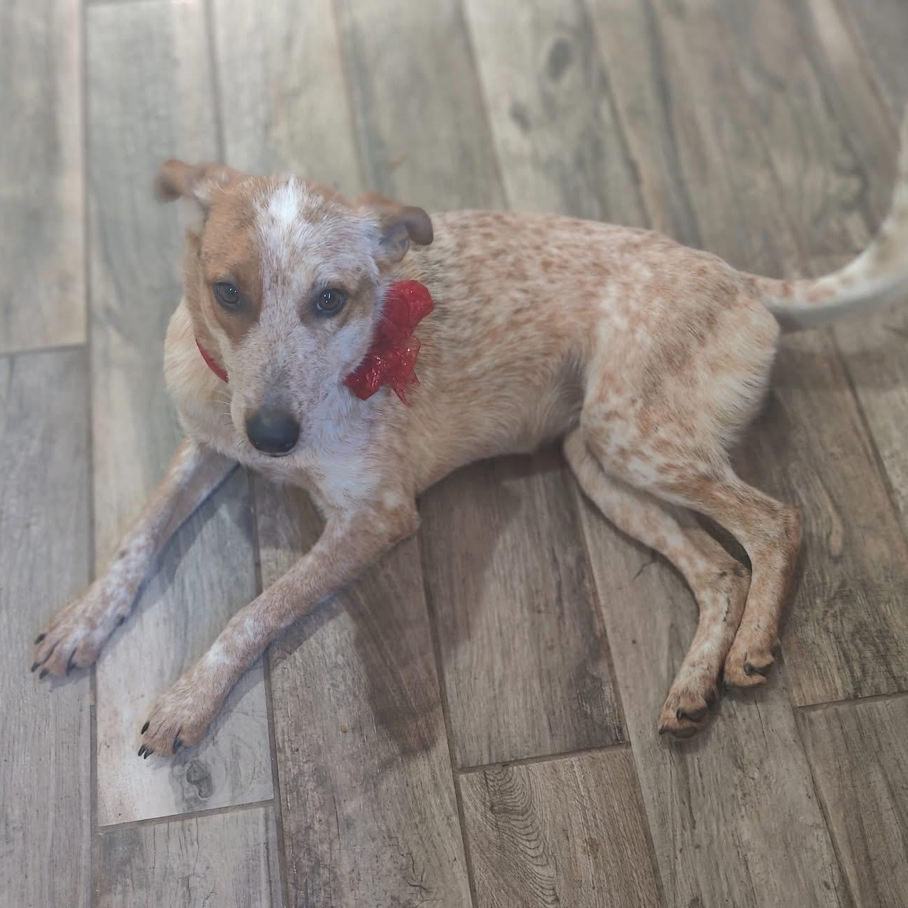 Tori, a Adoptable mixed breed in Savannah, GA image 4/6