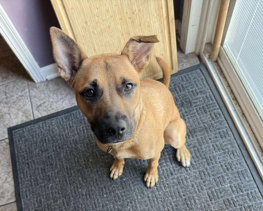 Enlarge Hercules, a Adoptable mixed breed in Poplar Grove, IL image 1/4