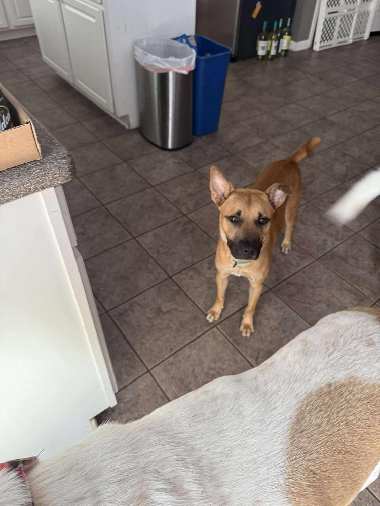 Enlarge Hercules, a Adoptable mixed breed in Poplar Grove, IL image 2/4