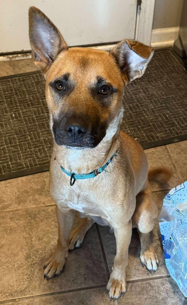 Enlarge Hercules, a Adoptable mixed breed in Poplar Grove, IL image 3/4