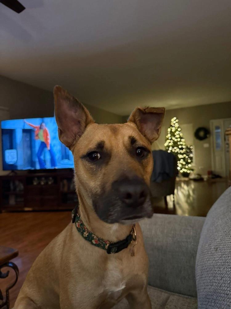 Enlarge Hercules, a Adoptable mixed breed in Poplar Grove, IL image 4/4