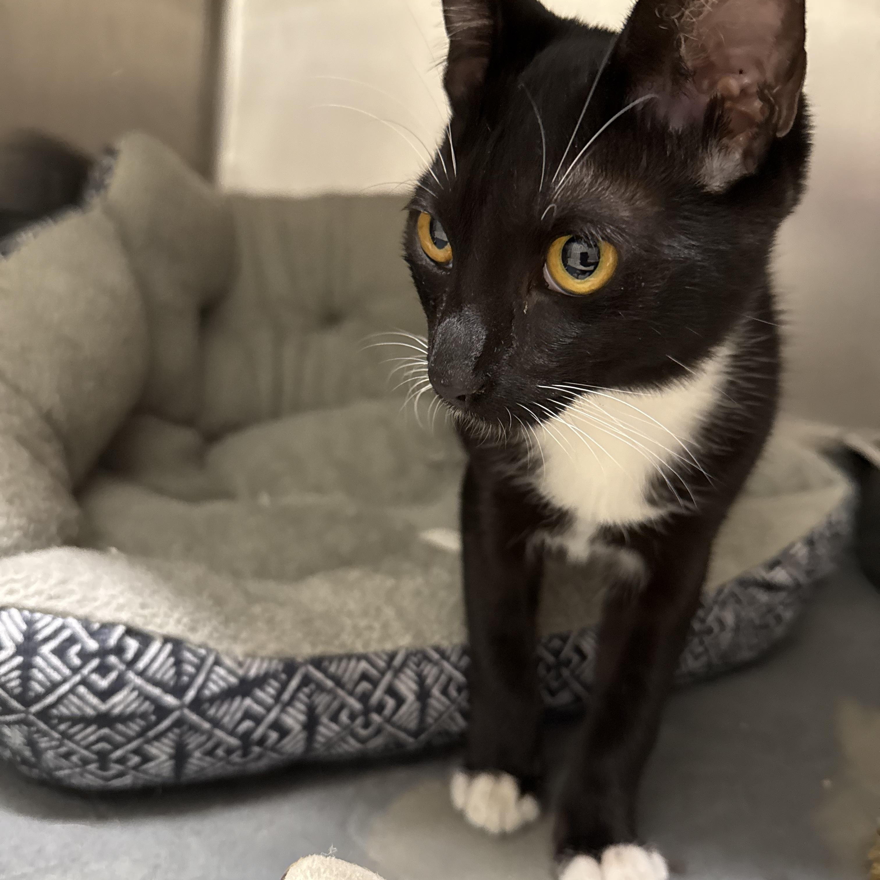 Enlarge APPLESAUSE, an adopted Domestic Short Hair in Joshua Tree, CA image 1/3