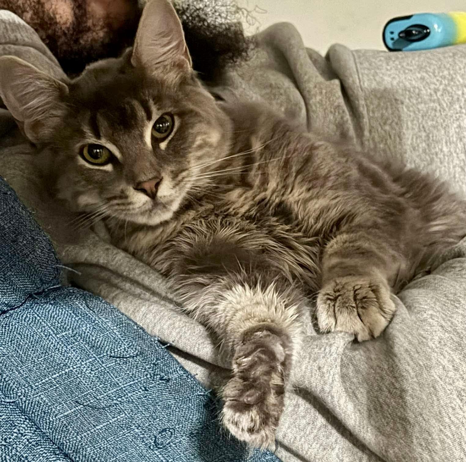 Ondine & Juno, ADOPTABLE, Young Female Domestic Medium Hair & Domestic Short Hair.