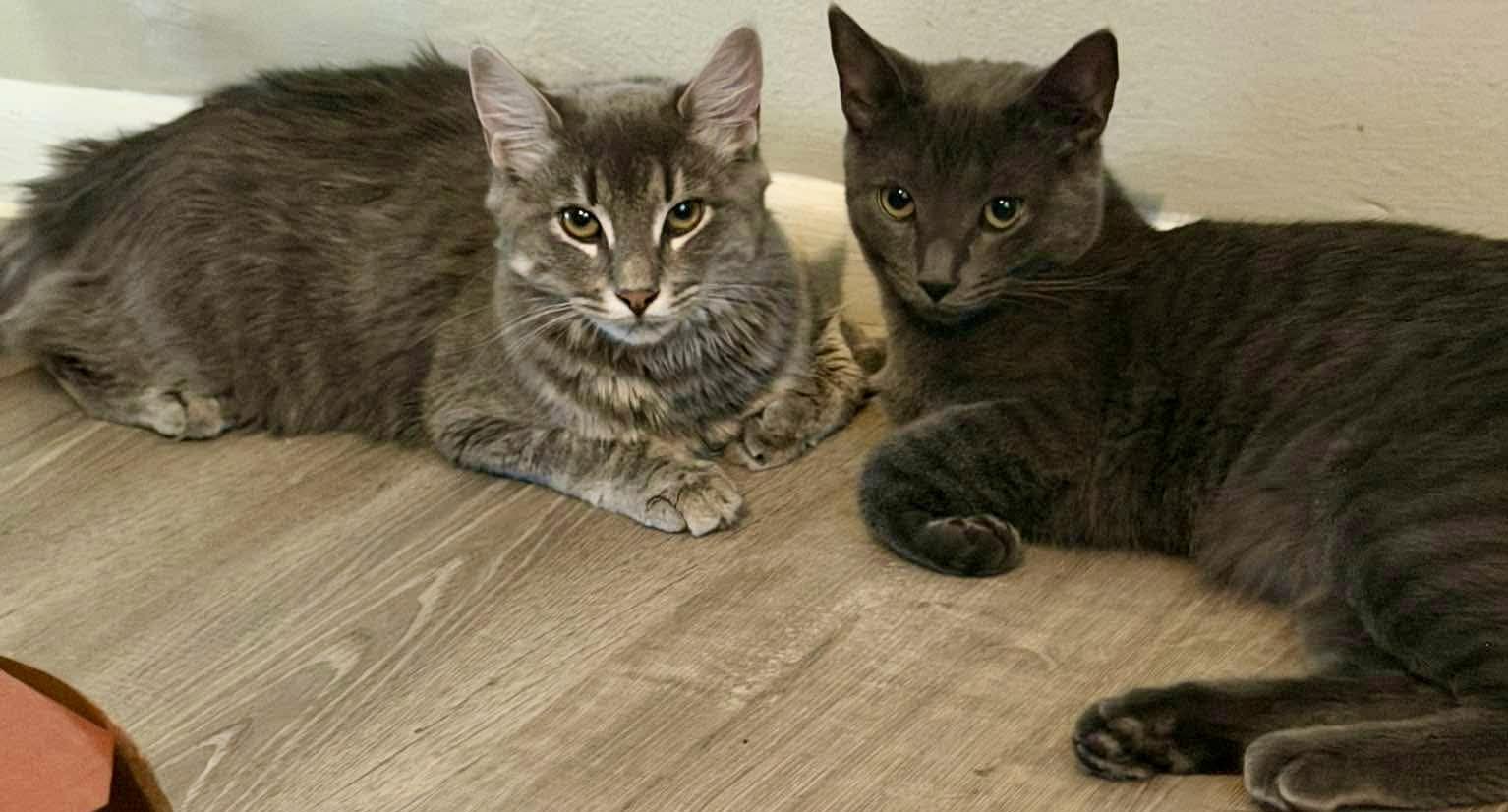 Ondine & Juno, a ADOPTABLE mixed breed in Red Bank, NJ image 4/5