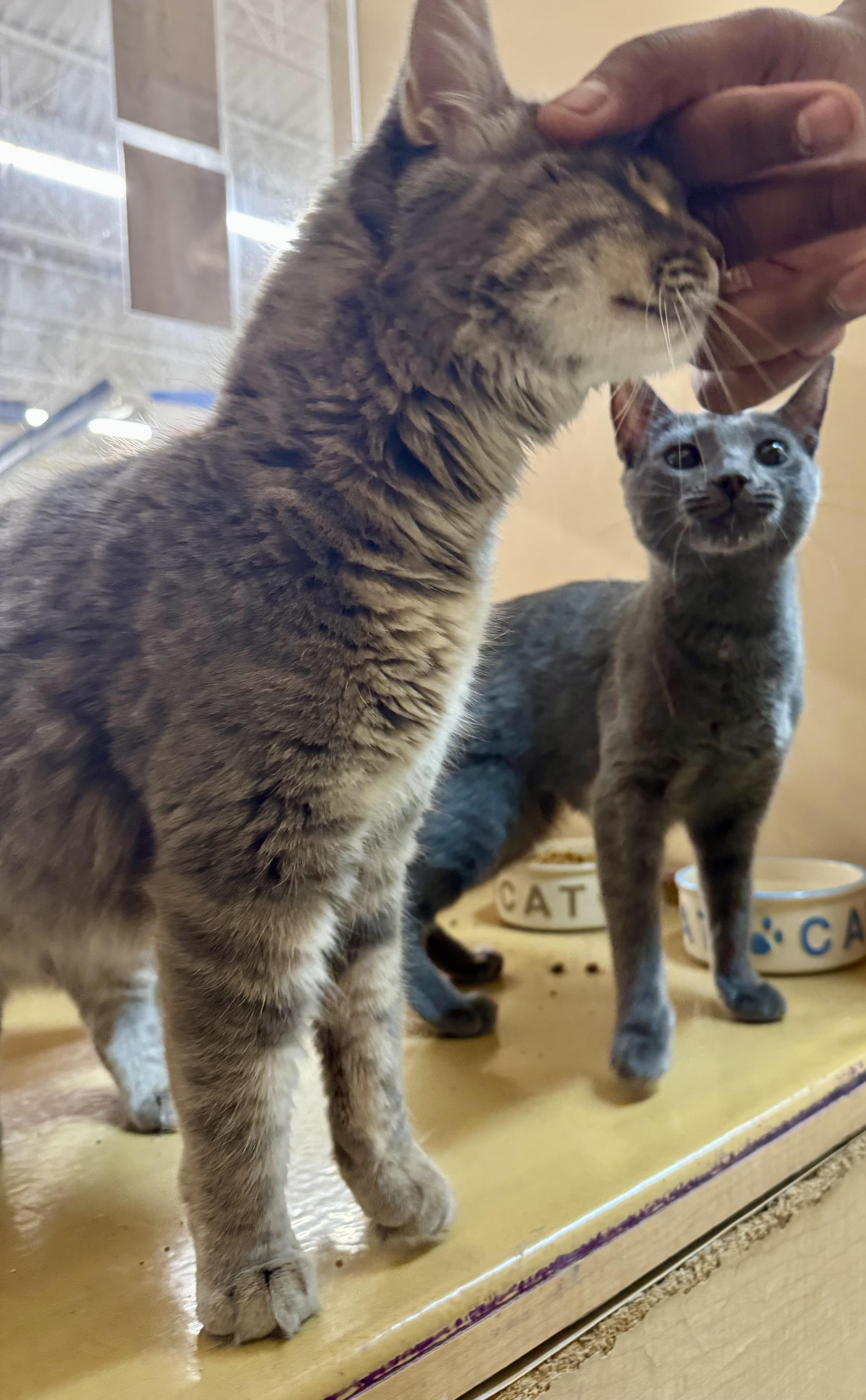Ondine & Juno, a ADOPTABLE mixed breed in Red Bank, NJ image 2/5