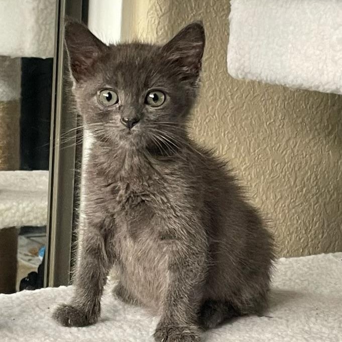 Fuji, a ADOPTABLE Domestic Medium Hair in Riverside, CA image 2/2