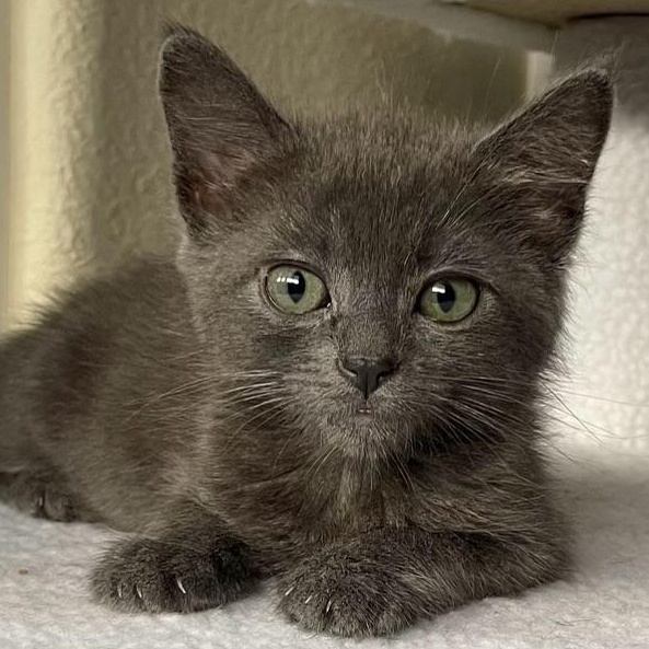 Fuji, ADOPTABLE, Kitten Male Domestic Medium Hair.